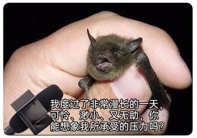 这是一张拟人化的表情包图片，画面主体是一只被人类手指轻轻握住的小型蝙蝠，蝙蝠嘴巴张开，神情看起来委屈又烦躁，仿佛正在倾诉。图片左下角添加了一个模拟采访的麦克风元素，搭配的文字为“我度过了非常漫长的一天，可怜、渺小、又无助，你能想象我所承受的压力吗？”，通过赋予小蝙蝠人类的情绪与台词，来抒发人们在日常生活或职场中时常感受到的疲惫、压力，以及自身渺小无助的情绪，能够让有类似经历的人产生强烈共鸣，适合在社交场景中用来表达自己的负面情绪与压力。
