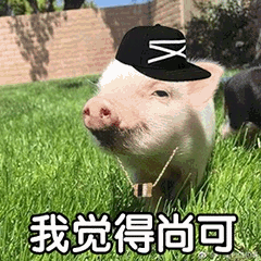 戴黑帽小猪说“我觉得尚可”