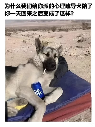 图片上方配有文字'为什么我们给你派的心理疏导犬陪了你一天回来之后变成了这样？'，下方是一只狗在沙漠背景中躺在蓝红相间的垫子上，双眼紧闭，嘴里叼着一根香烟，前爪下还按着一罐蓝色的百威淡啤（BUD LIGHT），表情显得慵懒又带点生无可恋。通过心理疏导犬本应疏导他人，结果自己反而变得颓废的反差，制造出幽默搞笑的效果。