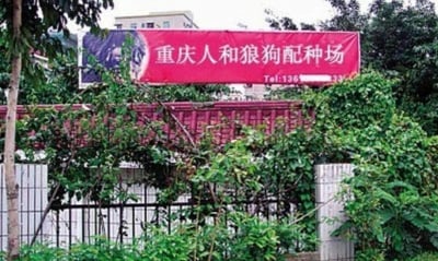 这是一张户外实拍的广告牌照片，红色的广告牌被绿植部分遮挡，上面写着“重庆人和狼狗配种场”，下方带有部分打码的联系电话。<br>文字存在断句歧义：“人和”是重庆的一个地名，正确断句为“重庆人和/狼狗配种场”，但很容易被误读为“重庆/人和狼狗/配种场”，形成荒诞搞笑的效果。