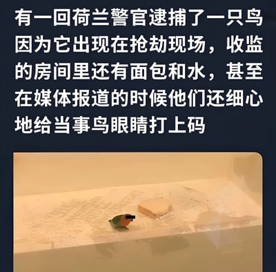 图片上方为文字描述，讲述荷兰警察因一只鸟出现在抢劫现场而将其逮捕，收监房间内提供了面包和水，媒体报道时还给鸟的眼睛打了码。下方配图显示一只小鸟被关在类似容器的空间里，旁边有一块面包，鸟的眼睛被黑色马赛克遮挡，整体画面带有荒诞搞笑的氛围。