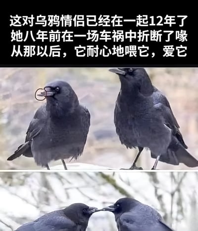 图片为图文混排形式，上方黑色背景白色文字讲述了一对乌鸦情侣的故事：它们已相伴12年，雌性乌鸦八年前因车祸折断喙部，此后雄性乌鸦一直耐心喂食并守护它。下方两张实拍照片，第一张显示一只乌鸦嘴中叼着环状物体（疑似食物）面对另一只乌鸦，第二张则捕捉到两只乌鸦亲昵喂食的瞬间，画面温馨感人，展现了动物间不离不弃的真挚情感。