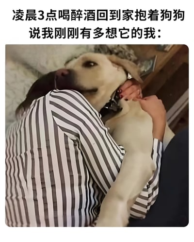 凌晨3点喝醉酒回家的人，紧紧抱着自家狗狗，对着它倾诉思念之情。图中可见一人穿着黑白条纹衬衫，将浅色狗狗（疑似拉布拉多）搂在怀里，狗狗表情略显淡定，画面温馨又带点搞笑。