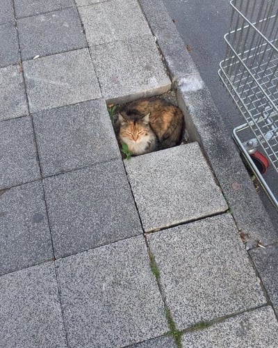 图片中一只毛色为橘、黑、白相间的猫蜷缩在灰色方形地砖拼接的人行道缝隙中，双眼紧闭，正安详地熟睡。猫的周围有几株细小的杂草从地砖缝隙中钻出，右侧可见部分金属购物车，车轮为红色，推测是商店的购物车。整体场景为城市户外人行道，地砖表面略显风化，整体构图清晰，展现了猫咪在城市角落中找到舒适休憩空间的温馨画面。