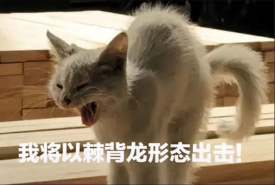 图中是一只白色猫咪，它弓着背，背部的毛发炸起，张大嘴巴，神态激动，看起来像是在嘶吼或者打哈欠。图片下方配有文字“我将以棘背龙形态出击！”，将猫咪炸毛的样子类比成棘背龙的背棘，用特摄/动漫里的中二变身台词制造反差感，把普通的猫咪日常行为玩成搞笑的变身梗，充满趣味和搞怪感。