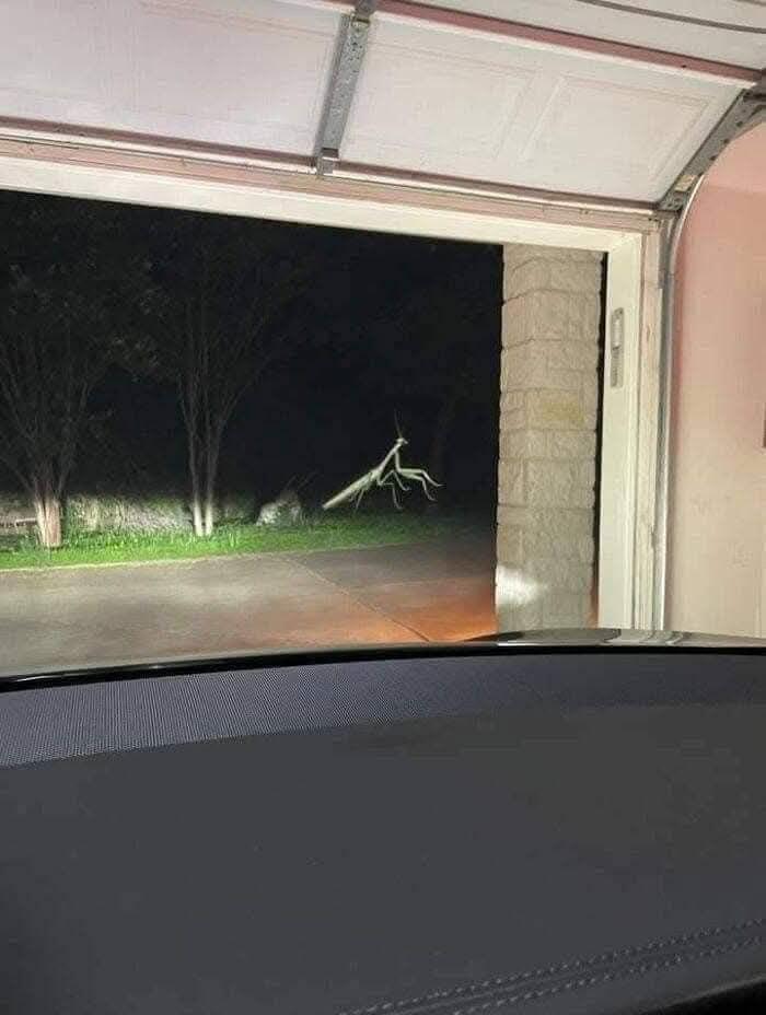 螳螂