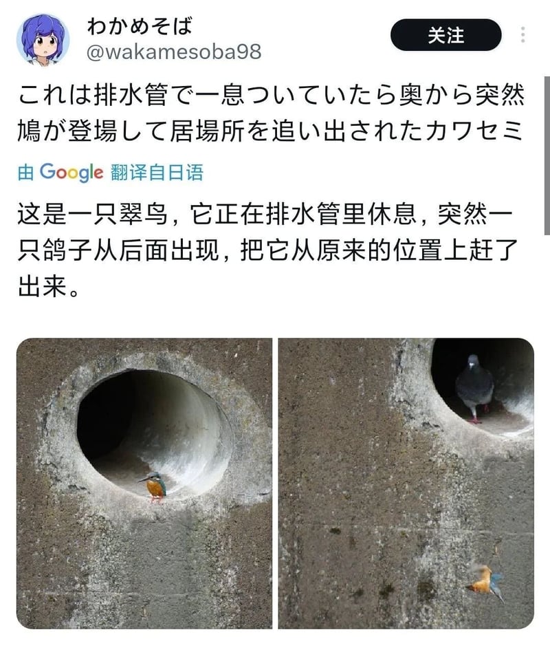 翠鸟