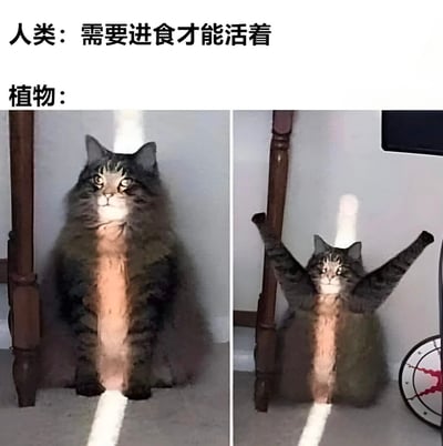 这是一张两格对比梗图，左侧格子文字标注'人类：需要进食才能活着'，配图是一只猫坐在地上仰望阳光；右侧格子文字标注'植物：'，配图是同一只猫举起双臂，模仿植物进行光合作用的样子。整体通过幽默的方式对比了人类和植物获取能量的不同方式，用猫的可爱动作增强了搞笑效果。