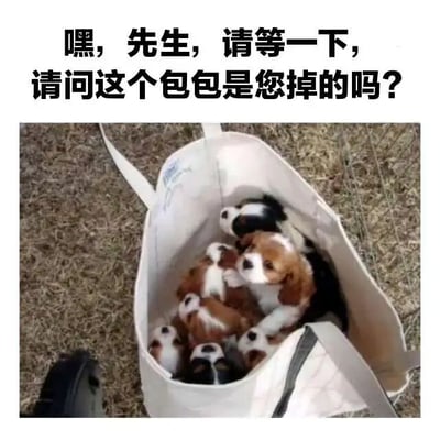 图片上方有黑色文字：'嘿，先生，请等一下，请问这个包包是您掉的吗？'，下方是一张实拍照片，展示了一个白色托特包放在干枯的草地上，包内装满了多只棕白相间的小狗，它们挤在一起，显得非常可爱。整体营造出一种温馨又略带幽默的氛围，仿佛小狗们在主动询问路人是否丢失了这个装满它们的'包包'。