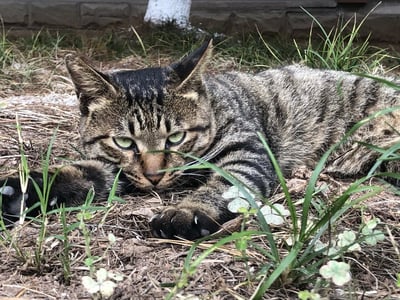 一只虎斑猫慵懒地趴在草丛中，身体舒展，前爪向前伸出，头部微微抬起，绿色的眼睛警惕地注视着前方。周围是干枯的草和一些绿色的杂草，背景有石墙和树干，整体氛围宁静又带点野性。