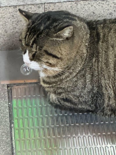 一只胖乎乎的狸花猫趴在户外的金属排水格栅上，眼睛半眯着，嘴边意外地挂着一个透明的泡泡，看起来像是偶然间形成的巧合画面，猫咪神态慵懒又带着点懵态，整体画面可爱又有趣，充满了生活里的小惊喜。