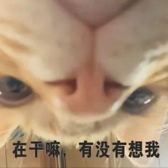 图片为一只猫咪的面部特写，镜头近距离捕捉了猫咪的眼睛和鼻子，眼神显得好奇又期待。图片底部配有文字“在干嘛，有没有想我”，仿佛猫咪在贴脸询问对方，整体氛围可爱俏皮，充满温馨感。