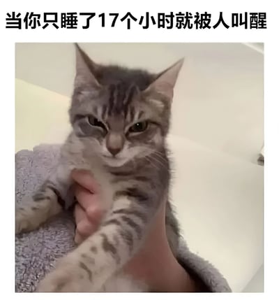 图片上方配有文字'当你只睡了17个小时就被人叫醒'，下方是一只灰色虎斑小猫的照片。小猫被人握住前爪，耳朵竖起，眼神略带凶狠，表情显得十分不满和暴躁，仿佛在对被过早叫醒表示抗议。图片通过夸张的'17小时睡眠仍不足'的设定，结合小猫真实的不爽表情，营造出幽默搞笑的效果，让人联想到自己被打扰睡眠时的状态。