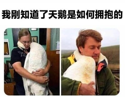 两张拼接图片展示了人与天鹅的互动。左侧图片中，一名穿黑色上衣的人在室内拥抱一只白天鹅，天鹅将脖子环绕在人的肩膀上；右侧图片中，一名穿绿色外套的人在户外（背景为草地）同样抱着一只白天鹅，天鹅以类似姿势回应。图片上方配有文字'我刚知道了天鹅是如何拥抱的'，整体传达出温馨治愈的氛围，展示了天鹅用脖子环绕对方的独特'拥抱'方式。