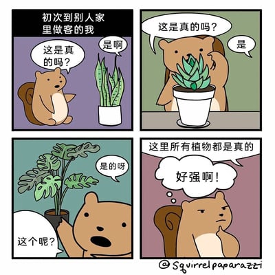 这是一幅可爱风格的四格卡通漫画，第一格旁白点明主角是初次去别人家做客的松鼠，松鼠指着虎皮兰询问是不是真的，得到屋主肯定答复；第二格松鼠又指着多肉问出同样的问题，再次得到肯定答复；第三格松鼠指着龟背竹继续询问，屋主依然给出肯定回答；第四格屋主告知松鼠家里所有植物都是真的，松鼠表面不动声色，内心忍不住感慨屋主非常厉害。该漫画精准戳中了很多不擅长养植物、容易把植物养死的人群的共鸣，诙谐有趣。