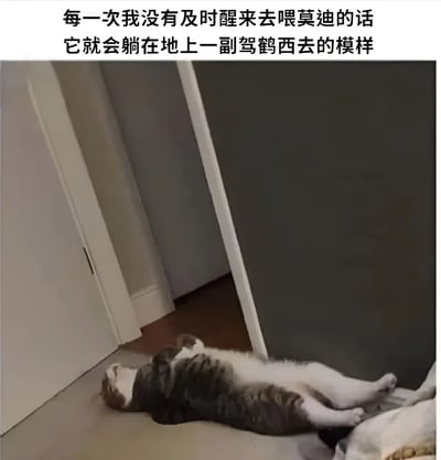 图片上方有一行文字："每一次我没有及时醒来去喂莫迪的话 它就会躺在地上一副驾鹤西去的模样"。图片主体是一只灰白相间的猫，四脚朝天躺在地板上，身体舒展，表情放松，看起来像是在装死。猫位于房间的角落里，背景是白色的墙壁和门框。