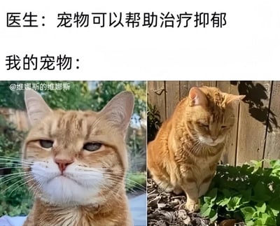这是一张左右对比的搞笑图文梗图，上方文字分为两个部分：第一部分标注为医生的发言“宠物可以帮助治疗抑郁”，第二部分标注为“我的宠物：”，引出下方两张橘猫的照片。左侧的橘猫眼神涣散，嘴角下撇，满脸委屈低落，情绪看起来十分丧；右侧的橘猫垂头丧气，蔫蔫地蹲在植物旁，神态萎靡，毫无精神。图片通过医生提出的“宠物治愈抑郁”的常规认知，与自家宠物呈现出的比人还丧的状态形成强烈反差，制造出幽默搞笑的效果，精准调侃了养宠过程中遇到的趣味日常，容易引发养宠用户的共鸣。