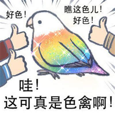 图片中是一只羽毛呈彩虹渐变色的卡通小鸟，身体覆盖闪亮特效，左右两侧各有一只竖起大拇指的手在称赞。周围文字包括“好色！”“瞧这色儿！好色！”以及底部的“哇！这可真是色禽啊！”。
该图使用了谐音双关梗：“好色”既指“颜色丰富鲜艳”，又谐音“好色”（原指贪恋美色的贬义词）；“色禽”则是“色彩鲜艳的鸟”与“色情的禽”的谐音组合，通过文字游戏制造幽默效果。