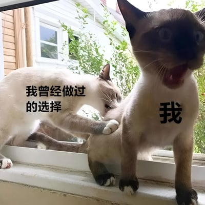 两只暹罗猫站在窗台上，左侧猫咪正低头舔舐右侧猫咪的背部，右侧猫咪则张大嘴巴，表情惊讶。图片上叠加文字，左侧猫咪旁写着“我曾经做过的选择”，右侧猫咪身上标注“我”，通过拟人化手法幽默展现过去选择与当下自我的关系，带有自嘲和无奈的搞笑意味。