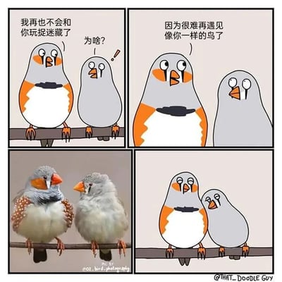 四格连环漫画，讲述两只小鸟的告别对话。左上格：橙色斑纹鸟对灰色小鸟说“我再也不会和你玩捉迷藏了”，灰色小鸟疑惑地问“为啥？”；右上格：橙色斑纹鸟伤感回应“因为很难再遇见像你一样的鸟了”；左下格：真实拍摄的两只相似鸟类栖息在树枝上的照片；右下格：卡通小鸟依偎在一起，氛围温馨。通过卡通与真实照片结合，展现动物间的友情与不舍。