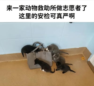 图片上方配有文字“来一家动物救助所做志愿者了 这里的安检可真严啊”，下方实拍场景中，几只黑白相间的小猫正围绕一个灰色手提包展开“严格检查”——有的钻进包内探索，有的在包外嗅闻徘徊，仿佛在执行安检程序。通过拟人化手法，将小猫的好奇天性幽默比作动物救助所的“安检”环节，展现了救助所内萌趣的日常瞬间，传递出轻松可爱的氛围。