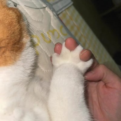一张近距离特写照片，展示了一只橘白相间的猫咪被人类温柔握住爪子的瞬间。画面聚焦于猫咪雪白的爪子和粉嫩的肉垫，背景中隐约可见带有黄色字母图案的浅色布料。人类的手指轻轻托住猫咪的爪子，展现出人与宠物之间温馨亲密的互动。猫咪的胡须清晰可见，增添了画面的细腻感。