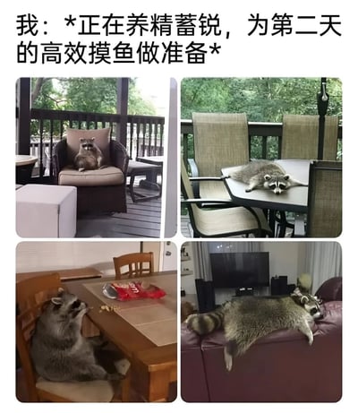 这张梗图由四张浣熊的照片拼接而成，上方配有文字'我：*正在养精蓄锐，为第二天的高效摸鱼做准备*'。四张图片分别展示了浣熊在不同场景下的放松状态：第一张是浣熊坐在露台的椅子上休息，第二张是浣熊趴在露台的桌子上伸展身体，第三张是浣熊在室内餐桌旁吃零食，第四张是浣熊四仰八叉地躺在沙发上。图片通过将浣熊拟人化，幽默地表达了人们为了第二天能在职场中'摸鱼'(偷懒)而提前休息放松的心态。