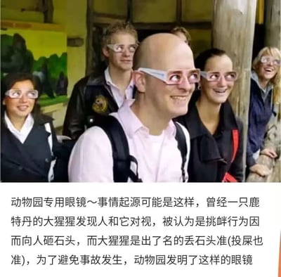 图片中一群男女戴着白色矩形眼镜，面带微笑看向一侧，背景有绿色山林图案的壁画。下方文字解释这是“动物园专用眼镜”，因鹿特丹的大猩猩曾将对视视为挑衅并投掷石头，动物园为避免事故发明了这种眼镜。整体画面轻松搞笑，展现了一种应对动物行为的创意解决方案。