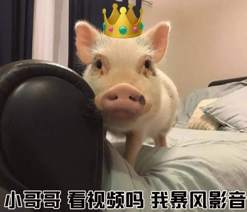 戴皇冠的小猪问你看视频吗
