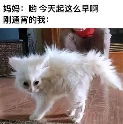 这是一张图文结合的搞笑生活梗图，上方配有两段文字内容：一段是妈妈的台词“哟 今天起这么早啊”，另一段标注为“刚通宵的我：”；下方是一只白色猫咪，它的全身毛发炸起，眼神涣散，脚步虚浮地行走，状态狼狈又疲惫。这张图用猫咪的状态拟人化地表现了年轻人通宵熬夜后，身体极度疲惫却被妈妈早起撞见时，强撑着的糟糕状态，将真实的生活场景用趣味化的动物状态呈现，贴切又充满笑点，引发有过熬夜经历的人的共鸣。