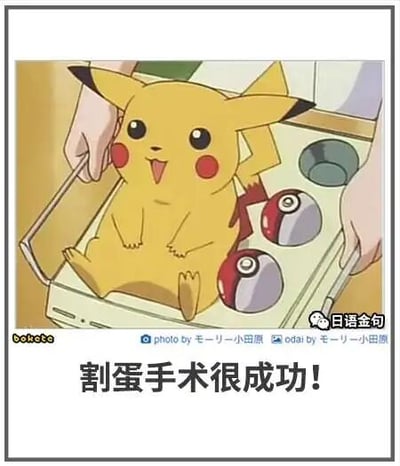 这是一张经过P图改编的恶搞Meme图，画面核心是动画《宝可梦》中的经典角色皮卡丘，它被放置在一个类似手术台的容器中，容器内还有两个精灵球，皮卡丘吐着舌头，表情看起来轻松愉悦。图片底部配有醒目的中文文字“割蛋手术很成功！”，将精灵球调侃为被切除的“蛋”，利用可爱的角色形象和荒诞的恶搞文字形成强烈反差，制造出无厘头的喜剧效果。图中还带有多个水印，左下角是日本恶搞创作平台“bokete”的标识，底部中间标注了创作者信息，右上角有“日语金句”的标识，表明这是一个跨平台传播的二次创作内容。