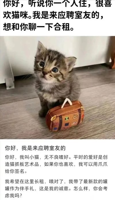 这是一张软萌可爱的拟人化萌宠梗图，上方配有引导文字“你好，听说你一个人住，很喜欢猫咪。我是来应聘室友的，想和你聊一下合租。”中间是一只眼神期待、蹲坐在木地板上的小奶猫，它的身旁放置着一个迷你行李箱道具，营造出“带着行李来投奔”的场景。下方是小猫的拟人化自我介绍文案：小猫自称无不良嗜好，日常爱好是“创造猫抓板艺术品”，还可以用爪爪给人签名，希望能在这里长租，并且带来了最新款罐罐作为伴手礼，最后用真诚的语气询问是否会被考虑成为室友。整体内容通过拟人化的设定，将小猫塑造成一个乖巧真诚的“室友应聘者”，风格趣味十足，精准戳中猫咪爱好者的喜好。