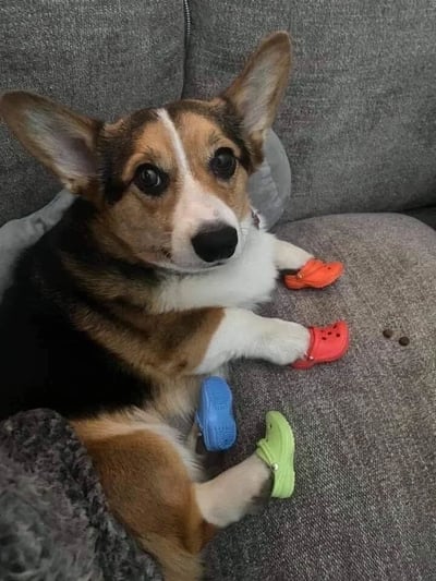 一只棕白相间的柯基犬舒适地趴在灰色沙发上，四只小爪子分别套着红色、橙色、蓝色和绿色的迷你洞洞鞋（Crocs），眼神无辜又好奇地直视镜头，沙发上还散落着几颗疑似狗粮的小颗粒，整体画面温馨又可爱。