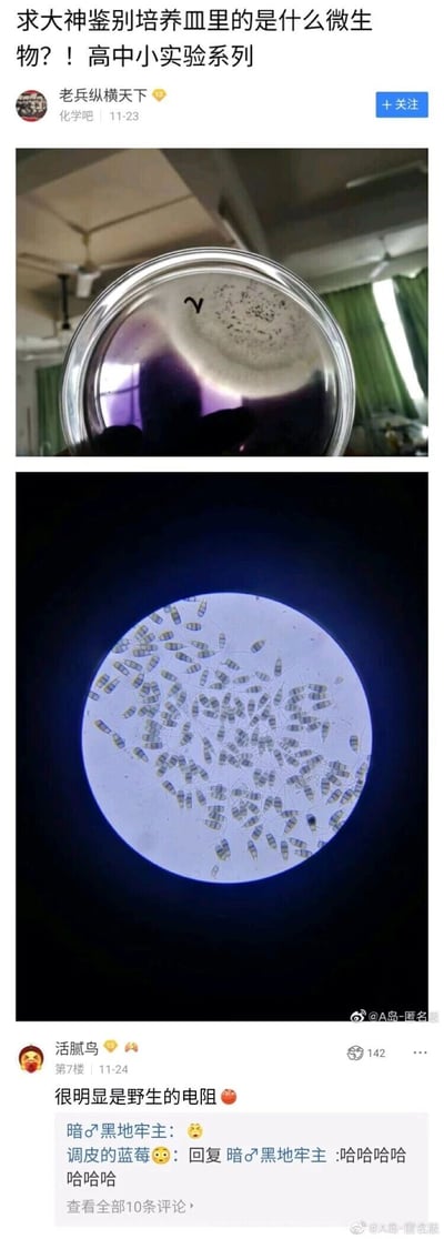 这是一张来自百度贴吧化学吧的帖子截图，用户“老兵纵横天下”发布了标题为“求大神鉴别培养皿里的是什么微生物？！高中小实验系列”的求助帖，帖子附带两张图片：第一张是标有“γ”的培养皿，展示了培养出的菌落；第二张是显微镜下的微生物图像，这些微生物的外形与电子元件电阻高度相似。在评论区，用户“活腻鸟”抓住外形相似点玩梗回复“很明显是野生的电阻”，其他用户也随之调侃回复，形成了趣味十足的互动内容，利用外形相似性制造出轻松搞笑的效果。