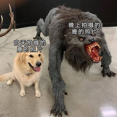 这是一张趣味反差梗图，图中左侧是一只神态愉悦、吐着舌头端坐在地面的金毛犬，配文标注为“白天拍摄的鹿的照片”；右侧是一个造型凶狠、张着血盆大口露出锋利尖牙、四肢着地呈攻击姿态的狼人模型，配文标注为“晚上拍摄的鹿的照片”。创作者利用“鹿”与“路”的谐音，以及完全不相关的温顺宠物与恐怖模型的视觉反差，制造出荒诞搞笑的效果，调侃夜晚出行仿佛面对的“路”变得危险吓人，实际内容与鹿毫无关联，是通过错位配文来达成幽默目的的网络搞笑创作。
