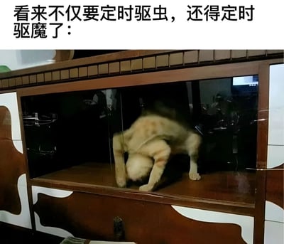 图片上方有一行文字：'看来不仅要定时驱虫，还得定时驱魔了：'，下方是一只猫在木质玻璃柜中呈现出一种非常怪异的姿势，头部向下，臀部高高抬起，看起来像是在做某种奇怪的动作，让人联想到被附身或恶魔附体的样子，从而产生幽默效果。