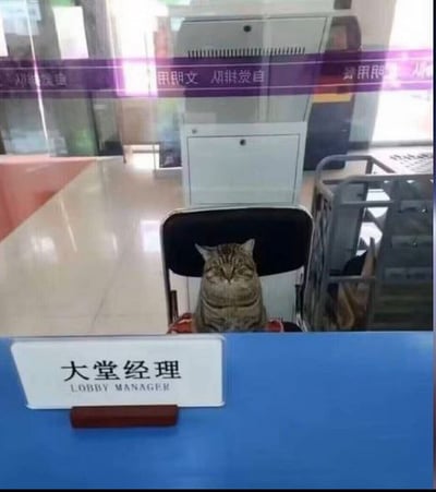 这张图片拍摄于类似银行、政务大厅的公共服务场所，前景的蓝色服务台面上摆放着一块写有“大堂经理 LOBBY MANAGER”的白色标识牌，标识牌正后方的工位椅子上，端正坐着一只虎斑狸花猫，猫咪表情严肃正经，仿佛正在担任大堂经理的职务处理工作。背景处可以看到服务场所常见的隔离排队围栏、玻璃隔断，玻璃上还贴有反向的“自觉排队 文明用”等提示标语，远处还隐约可见工作人员的身影，整体画面将猫咪放置在人类的工作岗位上，形成强烈的反差感，趣味十足。