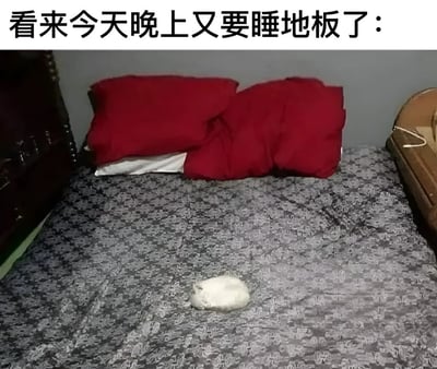 图片上方配有文字'看来今天晚上又要睡地板了：'，下方是一张卧室床铺的照片。床上铺着灰色花纹床单，床头有红色的被子和枕头，而床的中央位置蜷缩着一只白色的小猫，占据了原本可供人躺卧的空间，暗示因猫咪霸占床铺，主人今晚只能睡地板。