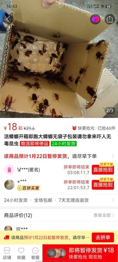 这是一张竖屏的手机拼团类电商平台商品页面截图，页面上半部分展示了打开的纸箱内装满活蟑螂的实拍画面，纸箱里的蟑螂大小不一、数量众多，部分蟑螂在纸箱内壁爬行，部分在箱底活动；下半部分是该商品的售卖详情：商品售价18元起（原价29.6元），标注“活蟑螂开箱即跑大蟑螂无袋子包装请勿拿来吓人无毒昆虫”，同时提示物流即将停运，1月22日起暂停发货，目前已被抢购46件，页面显示有匿名用户和百拼买家正在进行拼单，还标注了24小时发货、全场包邮、7天无理由退货的售后保障，设有商品评价入口（共12条评价），底部有醒目的“去拼单”“现在抢”按钮。该商品定位偏向猎奇，可能用于整蛊或是作为爬虫类宠物的饲料，页面的“请勿拿来吓人”字样也暗示了其整蛊用途。