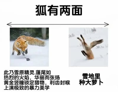 图片为左右对比图，上方标题为“狐有两面”。左侧是一只狐狸在雪地中捕猎的场景，雪花飞溅，狐狸眼神锐利，尾巴蓬松如火焰，配文描述其为“雪原精灵”，展现“暴力美学”；右侧则是同一只狐狸四脚朝天倒插在雪地中的滑稽画面，配文“雪地里种大萝卜”，形成优雅捕猎者与呆萌“种植者”的强烈反差，幽默展现狐狸的双面形象。