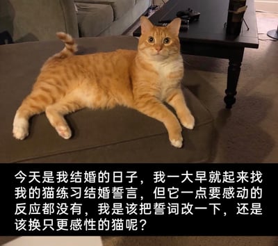 这是一张图文结合的趣味生活图，上方实拍了一只橘白相间的猫咪，它正慵懒地趴在深色沙发脚凳上，睁着圆眼睛平静地看向镜头，神态毫无波澜；下方配文讲述了主人在结婚当天的趣事：主人一大早就起来找这只猫练习结婚誓言，但猫咪没有任何感动的反应，主人因此陷入纠结，不知道该修改誓言还是换一只更感性的猫，用宠物的淡定反应和主人的可爱纠结形成反差，充满了生活化的幽默趣味。
