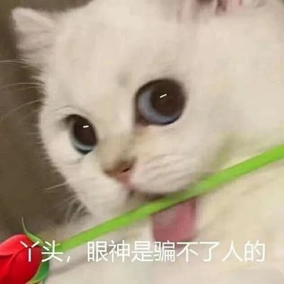 这张图是一只猫的表情包，底部搭配了一句搞笑的中文文字“关，眼神坚定个J8人的”，表达了一种非常坚定、不屑一顾甚至略带嘲讽的心情。J8为网络常见谐音梗，实际用词较为粗鲁，通常表达对某事毫不在意或者很刚的态度。

梗的重点在于猫咪“坚定的眼神”与“J8人”的口语并用，日常可用于嘲讽朋友或表达自己死不松口、非常有态度时的情绪。

注意，J8为网络流行语，含义较粗，请酌情使用。