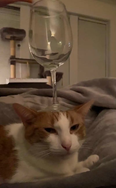 一只橘白相间的猫咪正躺在灰色毯子上，头顶被人放上了一个装有半杯水的高脚杯。猫咪表情淡定冷漠，眼神中透露出一丝无奈又习以为常的感觉。背景中可以看到一个猫爬架和房间门，整体场景像是在普通家庭环境中。这张图片通过猫咪与酒杯的有趣组合，营造出一种反差萌的搞笑效果。