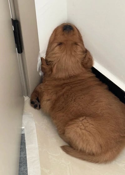 一只棕色的金毛幼犬蜷缩在墙角，身体紧贴着白色的墙壁和门框，毛茸茸的背部对着镜头，小脑袋埋在角落，四肢收拢，看起来像个受了委屈又有点害羞的小可怜，蓬松的毛发和乖巧的姿态十分治愈。