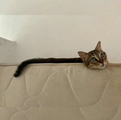 一只虎斑猫正从米白色沙发的靠背上探出头来，露出一双明亮的蓝绿色眼睛，好奇地观察着周围环境。猫咪的身体大部分隐藏在沙发后面，只有头部和长长的尾巴显露出来，尾巴自然下垂。背景是一面干净的白色墙壁，整个画面呈现出一种温馨的居家氛围。