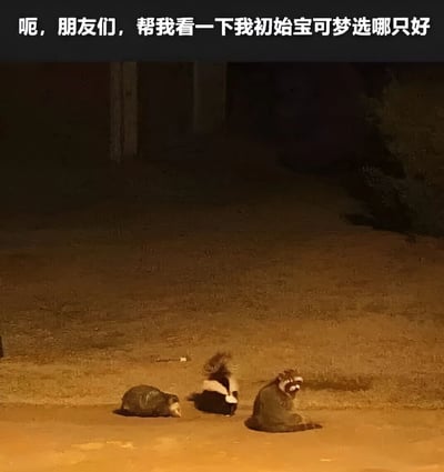 夜晚场景下，三只小动物（疑似海狸、臭鼬和浣熊）并排坐在地上，画面上方配有文字“呃，朋友们，帮我看一下我初始宝可梦选哪只好”。图片通过将现实中的小动物与《宝可梦》游戏中选择初始宝可梦的经典场景进行幽默联想，营造出纠结又搞笑的氛围，仿佛这三只小动物就是可供选择的“初始宝可梦”。