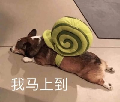 一只柯基犬趴在浅色地面上，背部佩戴着一个绿色螺旋纹路的蜗牛壳道具，前爪向前伸展，头部微微偏向左侧。图片底部有白色文字“我马上到”，通过将行动缓慢的蜗牛形象与“马上到”的急切表述结合，形成幽默的反差萌效果。