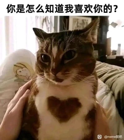 这是一张趣味宠物梗图，画面主体是一只被人用双手捧着的猫咪，这只猫咪的胸口有一块天然的棕色心形花纹，猫咪的眼神看起来既惊讶又带着一丝羞涩。图片顶部配文“你是怎么知道我喜欢你的？”，巧妙地利用猫咪身上的特殊花纹玩梗，仿佛猫咪的暗恋心意通过身上的心形“暴露”了出来，营造出一种可爱又诙谐的氛围，能够传递出羞涩又甜蜜的情绪，适合用来表达暗恋被戳破时的小慌乱，或是作为可爱的互动素材。