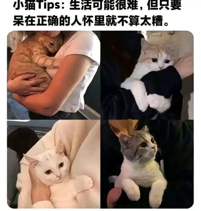 图片为2x2网格拼接的四张实拍照片，上方配有文字“小猫Tips: 生活可能很难，但只要呆在正确的人怀里就不算太糟。”每张照片中均有一只猫咪被人温柔抱着：左上角是橘猫蜷缩在穿白色衣服的人怀中，右上角是白猫抱着人的黑色衣物，左下角是白猫被浅色衣物包裹，右下角是灰猫被抱着抬头望向一侧。猫咪们表情平静或略带好奇，整体氛围温馨治愈，传递出在关爱中获得慰藉的情感。