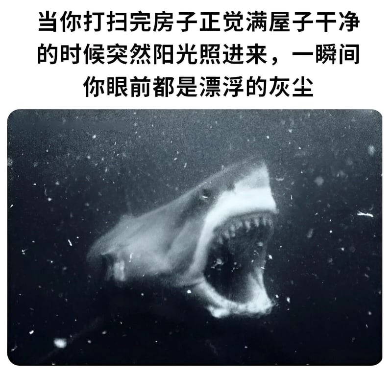 鲨鱼